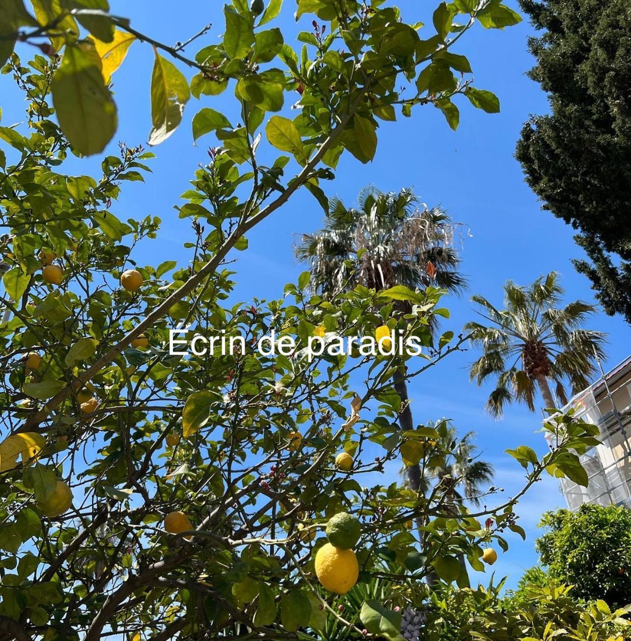 Casa Andrea Appartement Tout A Pied Avec Grand Jardin サナリー・シュル・メール エクステリア 写真